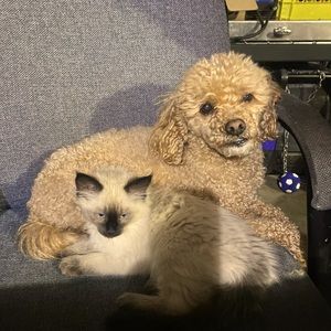 Meet your Posher, Julie